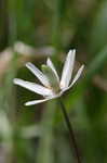 Thimbleweed